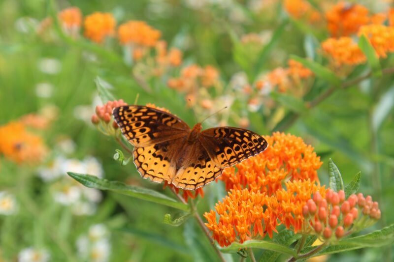 Asclepias tuberosa