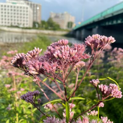 wildlife garden in the wild.