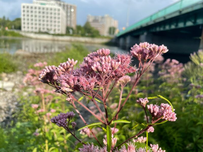 wildlife garden in the wild.