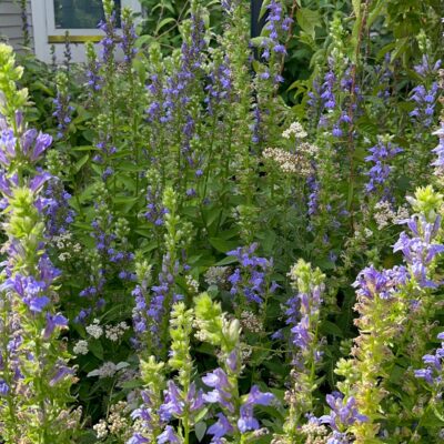 Blue Lobelia