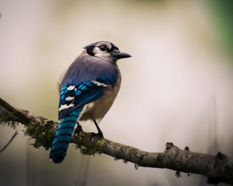 The Blue Jay is part of the Grue Jay's hybridization story.