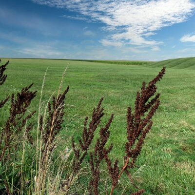 Yellow Dock in a meadow.