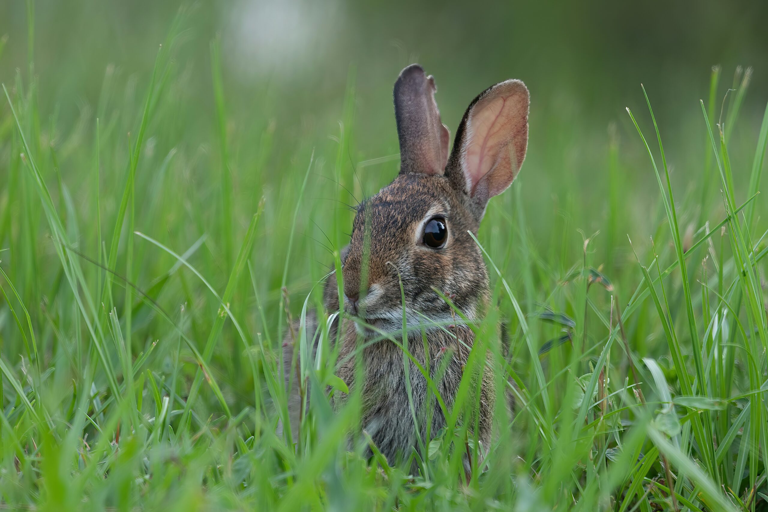 Eastern Cottontail rabbit - Jessecology