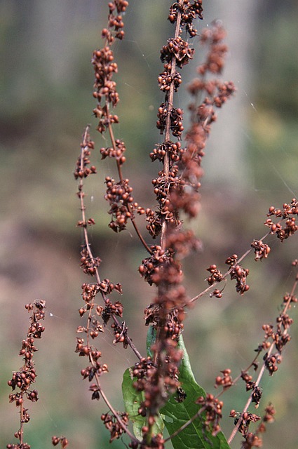 Yellow Dock seeds