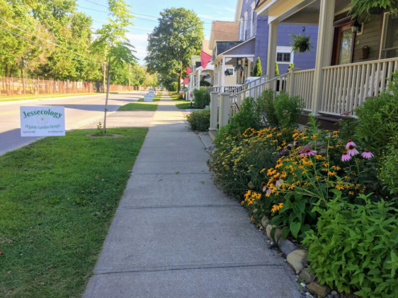From roots to radiance- beautiful wildflower gardens.