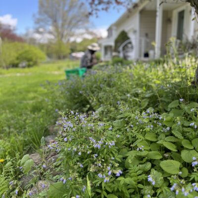 Time builds beauty in a natural garden.