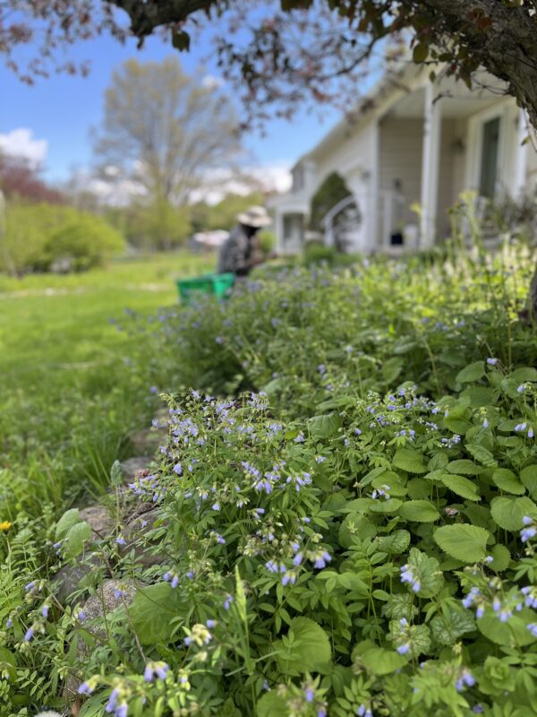 Time builds beauty in a natural garden.