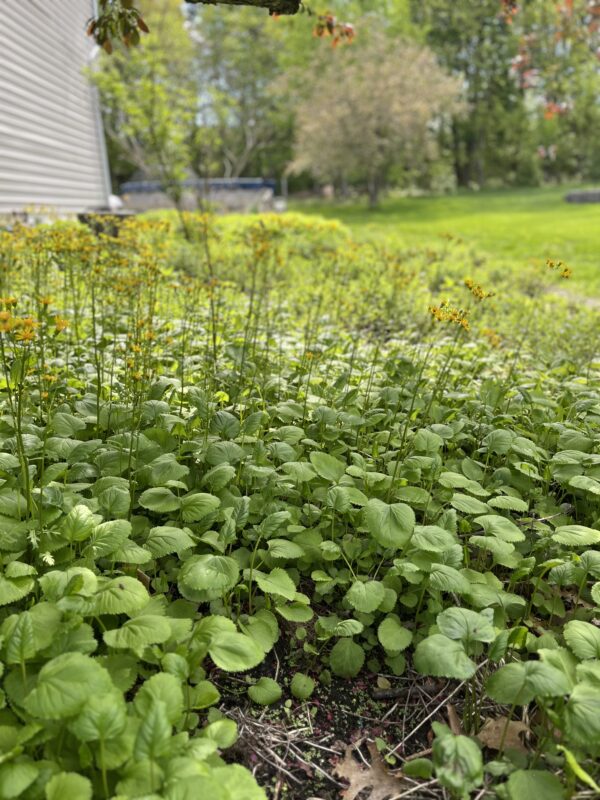 Natural beauty is wildflowers in the garden.