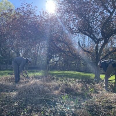 Native garden spring cleanup