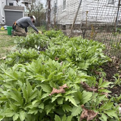 Native garden spring cleanup.
