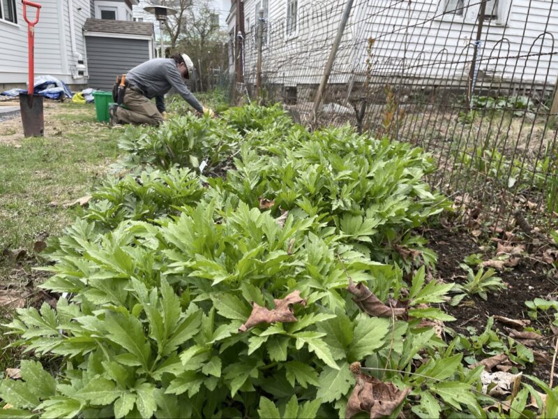 Native garden spring cleanup.