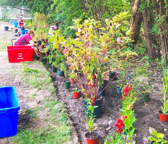 Rain Gardens