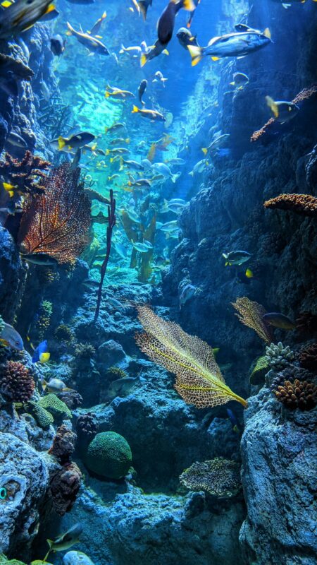 Underwater scene with large, bright colored fish.