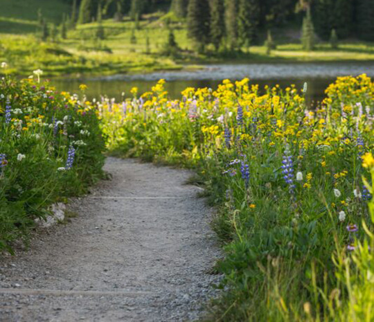 Meadow Installation