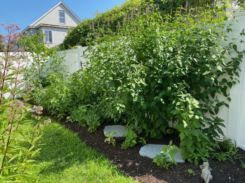 Patience makes gardens.