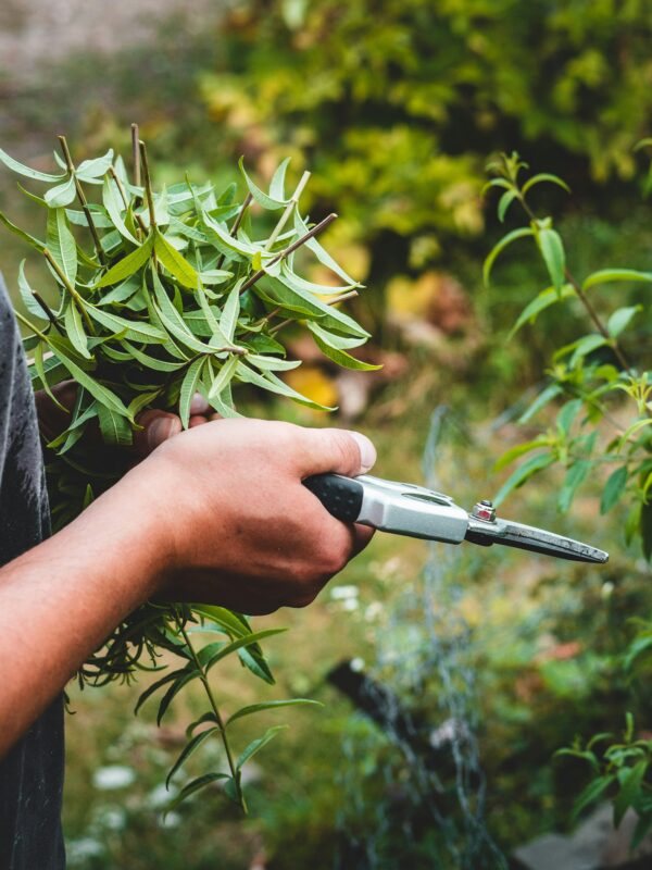 Chop and drop weed patrol.