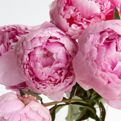 Best Peony Care