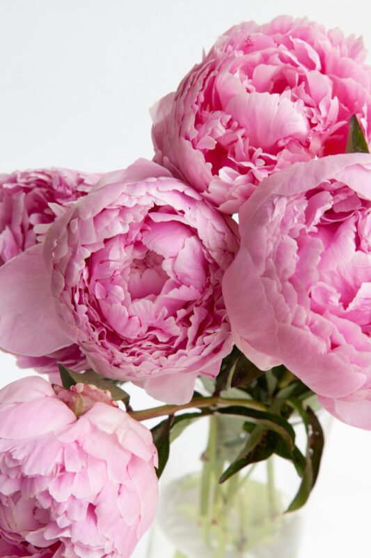 Best Peony Care