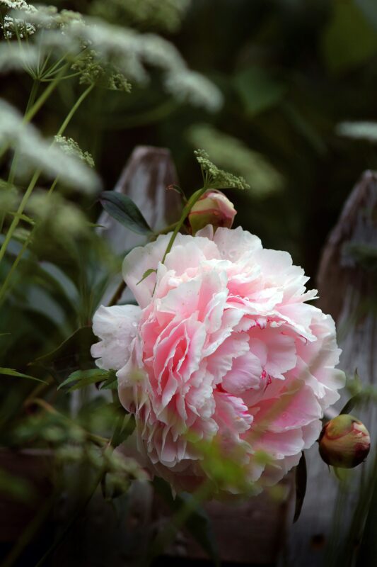 Best Peony care tips.