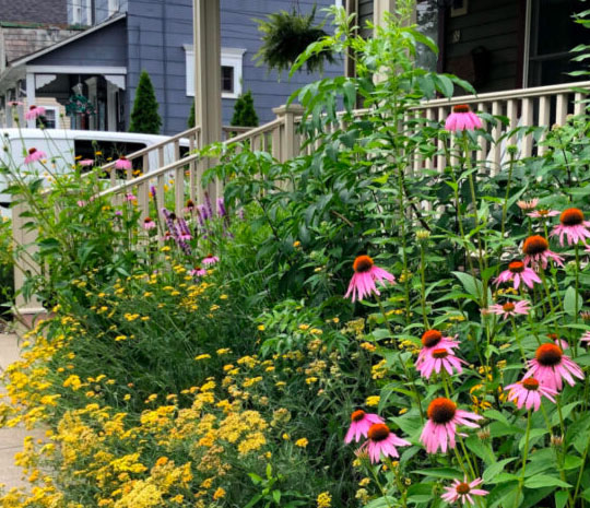 native plant landscaping