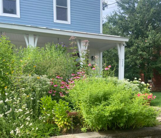 Organic Native Gardens