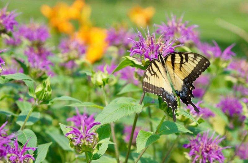 pollinator garden