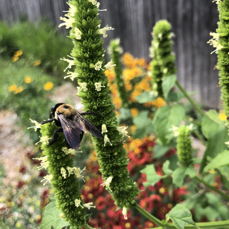 Bumblebee on Agastache nepetoides