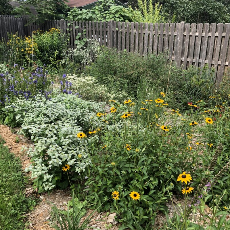 How to replace your lawn with native plants.