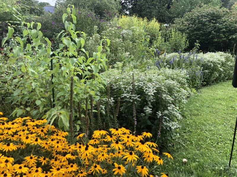 Wildflower garden, native plants.