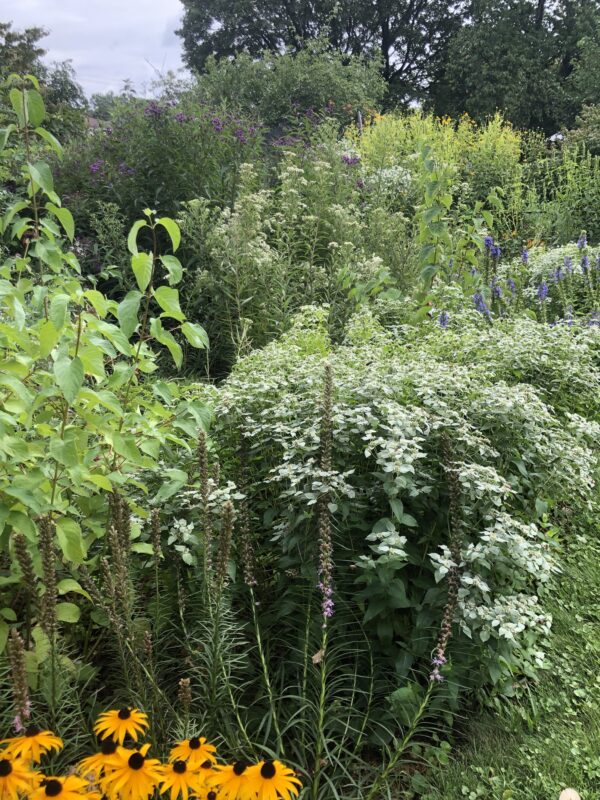 Beautiful wildflower gardens.