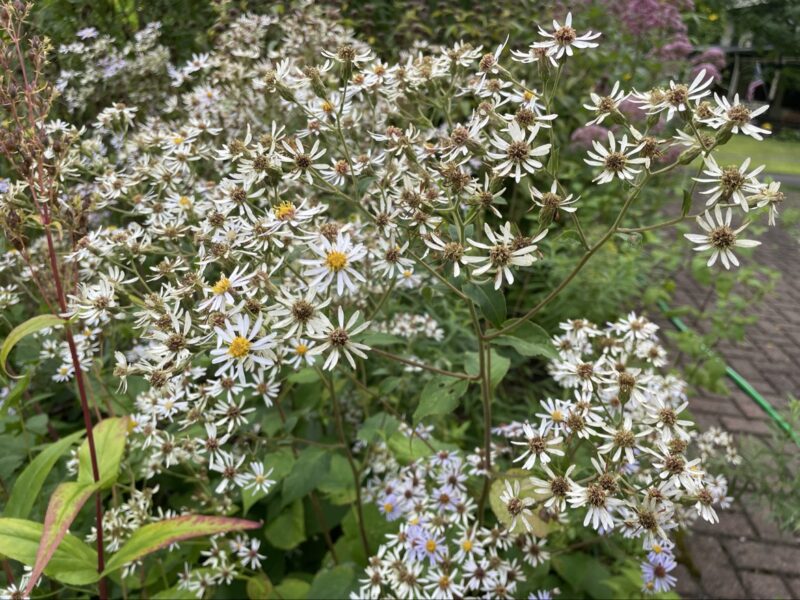Bigleaf Aster