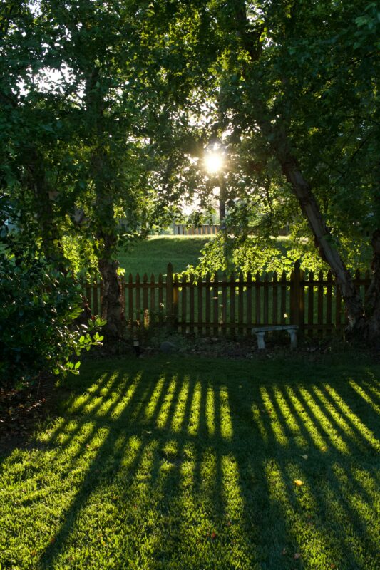 Bunny gardens with fences