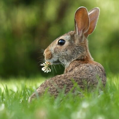How to Keep Rabbits Out of Your Garden