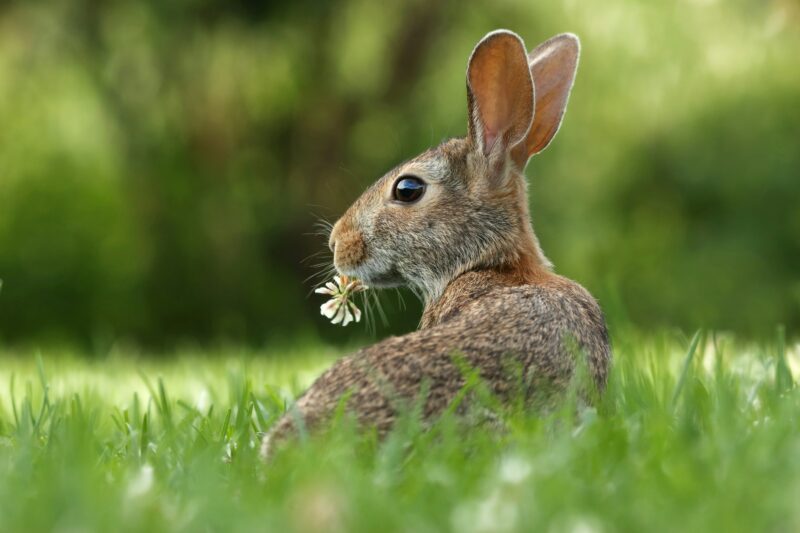 How to Keep Rabbits Out of Your Garden