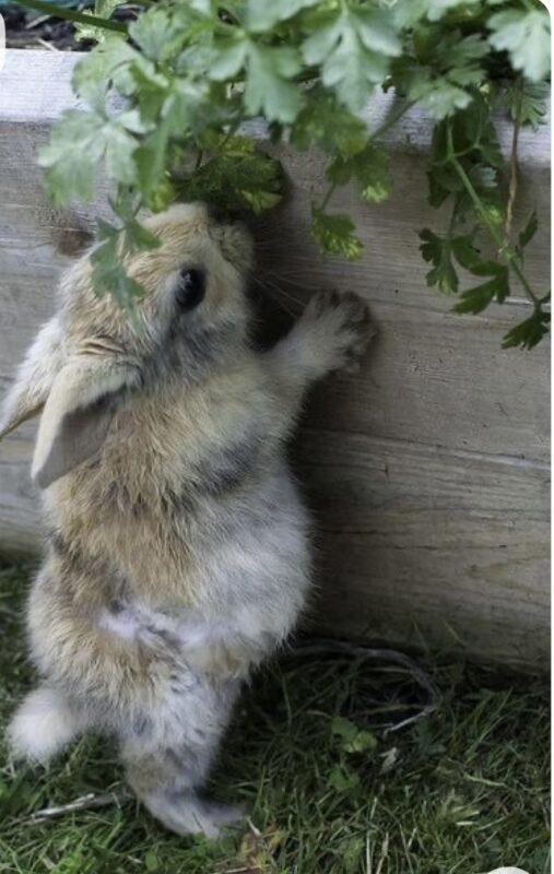 How to Keep Rabbits Out of Your Garden