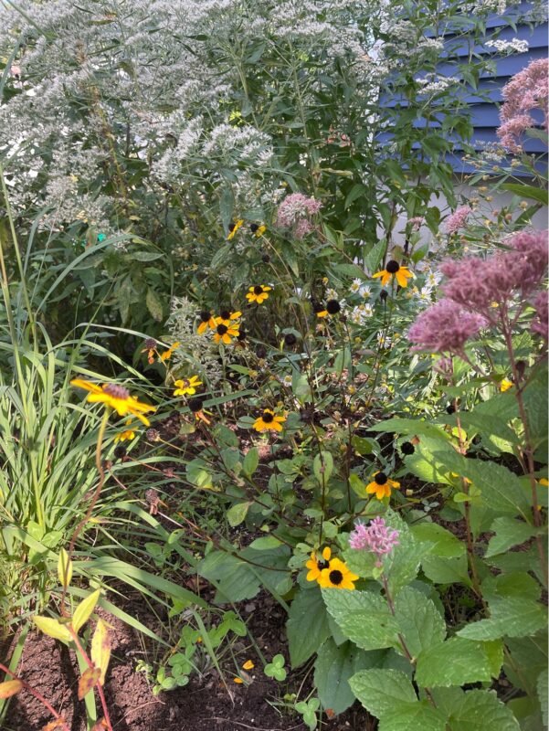 native plants for New York