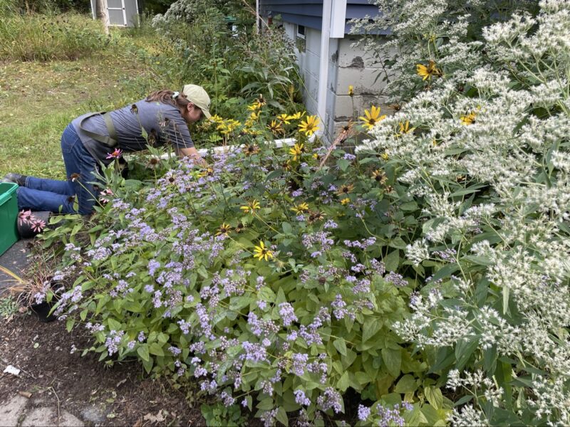 How to replace your lawn with native plants.