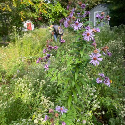Meadow landscaping with New England Aster.