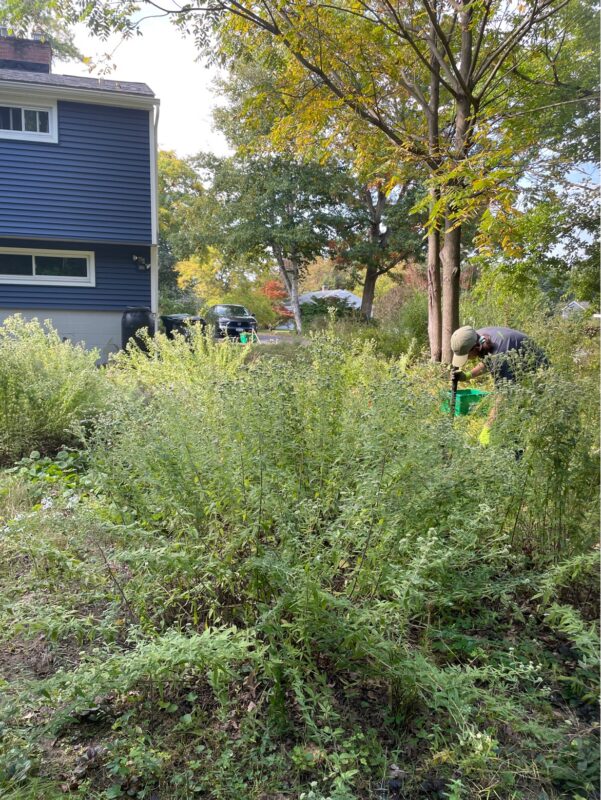 Meadowscaping