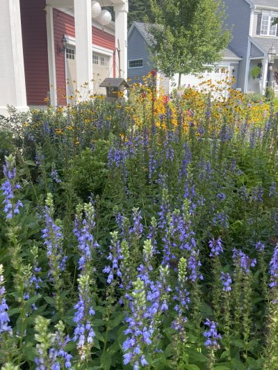 Blue Lobelia works well in Delmar and Slingerlands, NY front yard pollinator gardens.